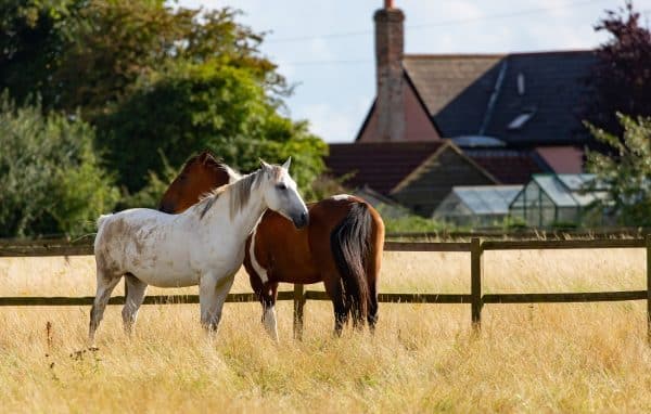 Séjour linguistique en immersion totale chez une famille d'accueil irlandaise propriétaire de chevaux